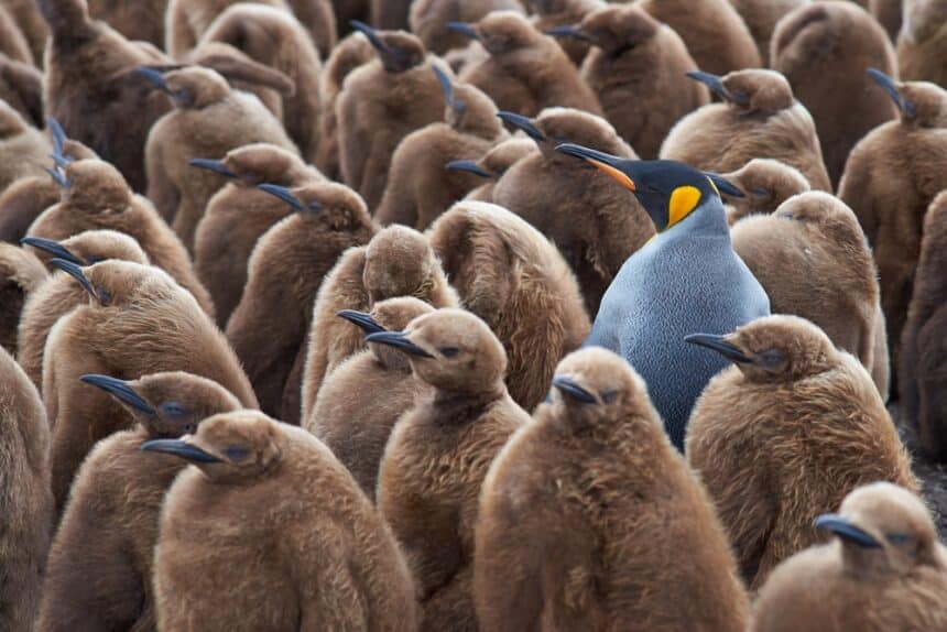Cultural shock: un pinguino adulto in mezzo a un gruppo di pulcini.